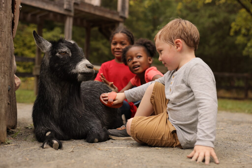 A child uses a brush to comb a goat