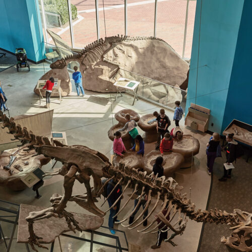Dig for dinosaurs at the Maryland Science Center