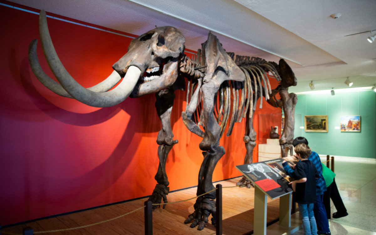 Children looking at a Mastodon skeleton replica