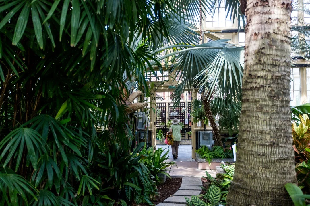 View of trees inside of The Rawlings Conservatory in Baltimore.